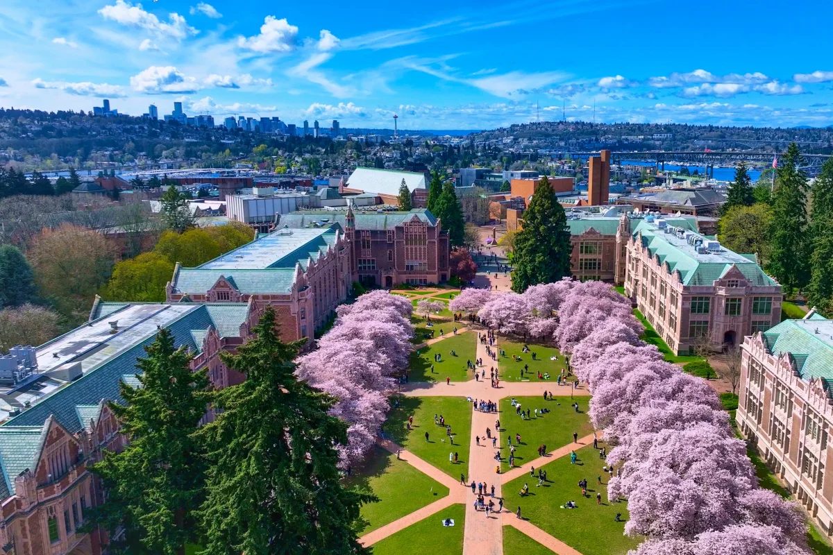 Quad Cherry Blossoms